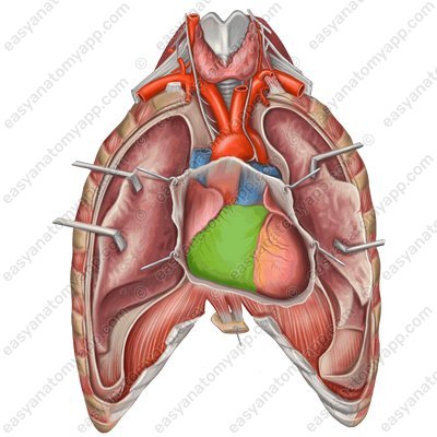Artery arises from the right ventricle (ventriculus dexter)